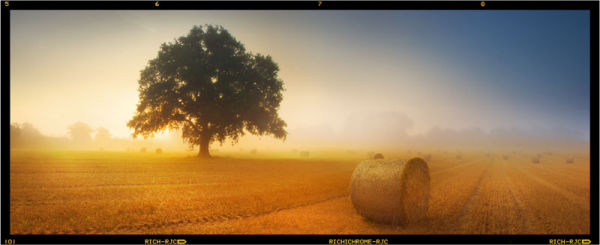 Herefordshire Tree, after the harvest